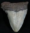 Bargain / Inch Megalodon Tooth #2338-1